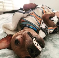 American Hairless Terrier is bred in two types – completely hairless and individuals with  ...