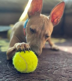 The absence of a warming undercoat in the American Hairless Terrier makes the breed vulnerable t ...