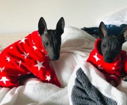 American Hairless Terriers have partially retained their ancestral instincts for digging up the  ...
