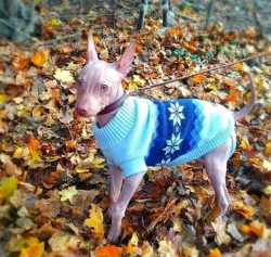 Representatives of the American Hairless Terrier do not claim to be the only pet and peacefully  ...