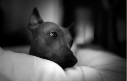 The hairless gene inherited by the American Hairless Terrier is recessive. This is a unique feat ...
