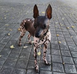 The American Hairless Terrier is an energetic comedian and entertainer who knows how to turn off ...