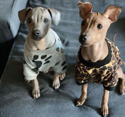 American Hairless Terrier is non-contentious, moderately friendly, but not at all weak-willed, t ...