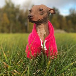 In profile, the faces of American Hairless Terriers subtly resemble the heads of pharaoh dogs, b ...