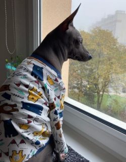 Like all representatives of the genus of terriers, the American Hairless Terrier is a very mobil ...