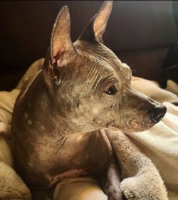 Hairy puppies still appear in American Hairless Terrier litters. Such babies are easy to disting ...