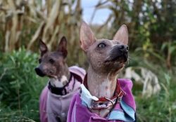The American Hairless Terrier is a dog of friendship and companionship, so don’t try to ge ...