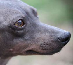 It is not necessary to stock up on fleas in the case of American Hairless Terrier, for the simpl ...