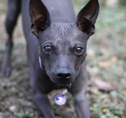 Age-related transformations of appearance for American Hairless Terrier puppies are common. Reme ...