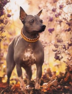 Despite the fact that the American Hairless Terrier breed is actively conquering the world, its  ...