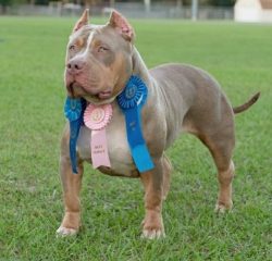 Powerful jaws, strong muscular body, great endurance and excellent reaction, excellent instincts ...