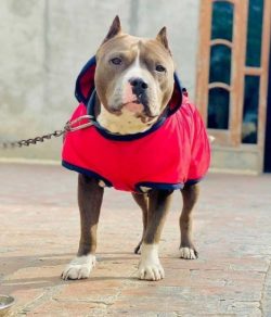 An important distinctive feature of pit bull terriers is the reluctance to bite people, which pl ...