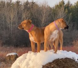 After the Pit Bull Terrier dogs were brought to America, they began to carry out security functi ...