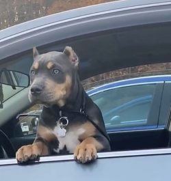 The American Pit Bull Terrier has a muscular, athletic build typical of this type of dog. 