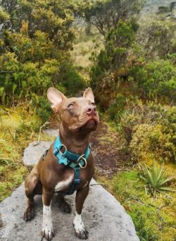 The American Pit Bull Terrier has a slightly more average size, a wide, powerful chest, well-dev ...