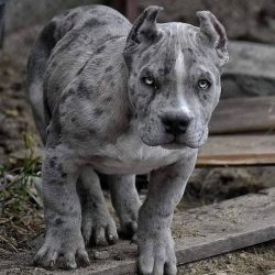 The pit bull has folded ears that dock at an early age, like the tail. There is a wide variety o ...