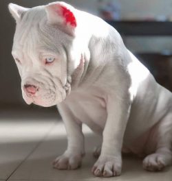 Despite its menacing past and reputation as a ruthless and fearless fighter, the American Pit Bu ...