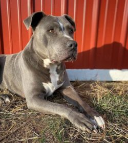 Despite the fact that American Pit Bull Terrier dogs do not like to bite people and do it reluct ...