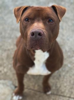 The owner must make an effort to properly educate the pit bull terrier, here you need to be stri ...