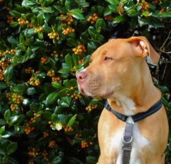 The American Pit Bull Terrier, known as the Pit Bull Terrier or simply Pit Bull, is one of two b ...