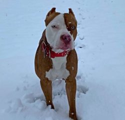 After the pit bull learns the simplest basic commands, he can start a protective guard service.  ...