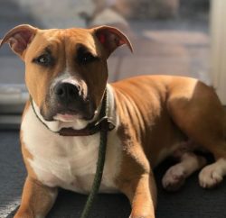 The American Staffordshire Terrier is a very powerful and strong animal that is surprisingly agi ...