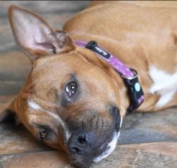 Fans of the breed note the amazing intelligence and high intelligence of the dogs. They are very ...