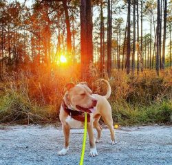 Raising a true friend from an American Staffordshire Terrier puppy is possible only with positiv ...