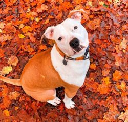 A characteristic feature of Staffordshire is a very high threshold of irritability – it is ...