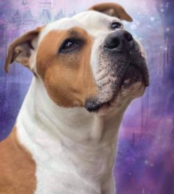 The versatility of the Amstaff lies in the fact that it copes equally well both with the task of ...