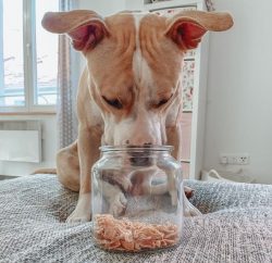 Dogs of the American Staffordshire Terrier breed are always ready to take part in the game, thei ...