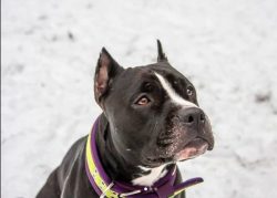It is noted that in relations with the owner’s children, American Staffordshire Terrier sh ...