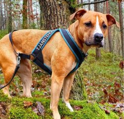 Amstaff is always ready to respond quickly to a changed situation. Sensing danger on a subconsci ...