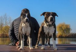 The American Staffordshire Terrier is well adapted to city life. Thanks to a balanced psyche, he ...