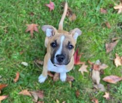 The American Staffordshire Terrier is a dog that embodies all the best that a person wanted to s ...