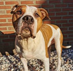 The American Staffordshire Terrier is a robust dog with well-developed bones and well-defined at ...