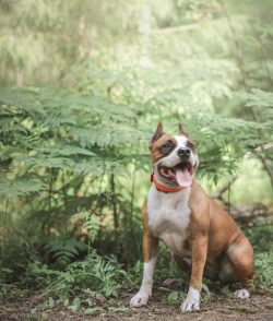 American Staffordshire Terrier headmedium length, but very voluminous and wide. The skull is pra ...