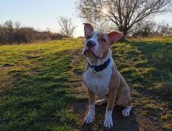 American Staffordshire Terrier ears set high and wide. Amstaffs have options for both acute and  ...