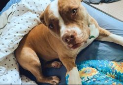 Neck American Staffordshire Terrier strong, well-muscled, widening evenly towards the withers. T ...