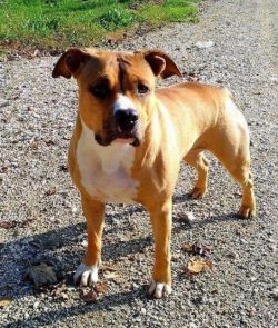 The coat of the American Staffordshire Terrier is short, moderately thick, hard to the touch, ti ...
