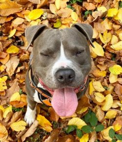 If we talk about the character of the Amstaff, then there is hardly another breed of dog, the ch ...