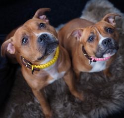 Reliable, smart, loyal, endowed with a considerable amount of fun and even some playfulness, bal ...