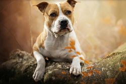 The intuition of the American Staffordshire Terrier is so strong that it sometimes seems to read ...