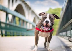 By letting the American Staffordshire Terrier puppy know that all your family members are his fr ...