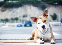 Initially, one of the tasks in breeding the Staffordshire Terrier breed was to obtain the dog be ...