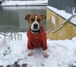 The American Staffordshire Terrier, in a relaxed home environment, can be the cutest creature th ...