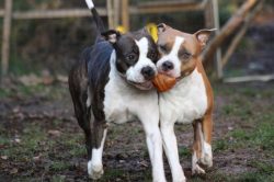 In order to control Amstaff and control his natural instincts, desire alone is not enough – ...