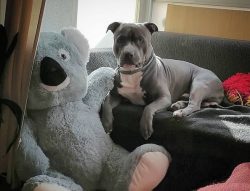 The American Staffordshire Terrier is a dog whose education and training should never be left to ...