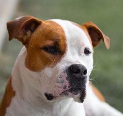 Often, owners of Staffordshire Terriers, raising a pet, resort to two extremes. They either allo ...