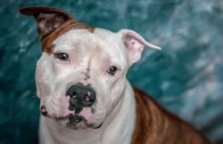 Obviously, some people consider the American Staffordshire Terrier an unsafe dog. You should be  ...